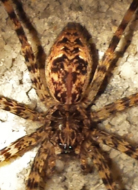 Dolomedes tenebrosus